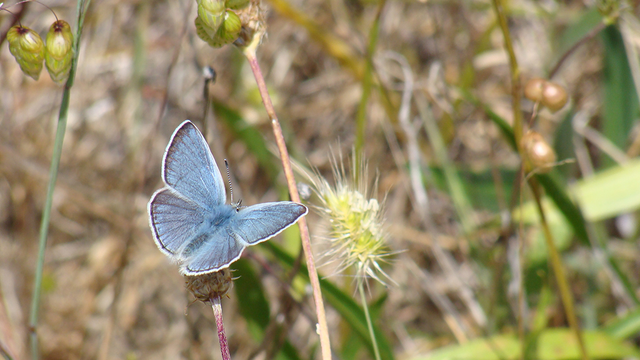 Mission Blue Butterfly