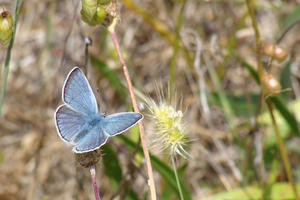 Mission Blue Butterfly