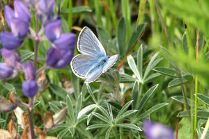 Mission blue butterfly on lupine plants