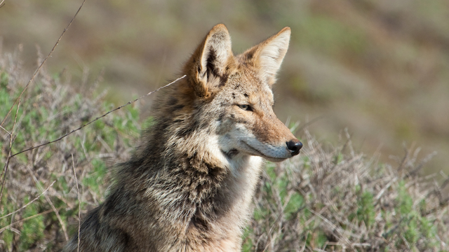 Coyote in the Golden Gate National Parks