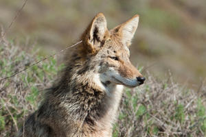 Coyote in the Golden Gate National Parks