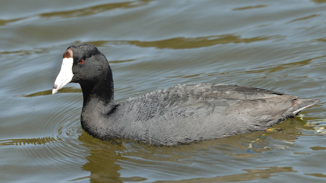 American Coot