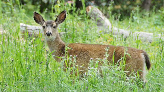 Tule Elk
