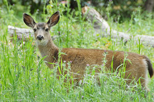 Tule Elk