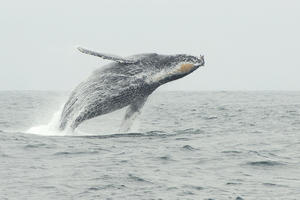 Humpback Whale