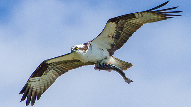 Osprey with fish