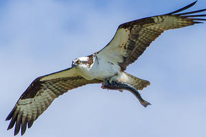 Osprey with fish