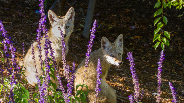 Coyotes