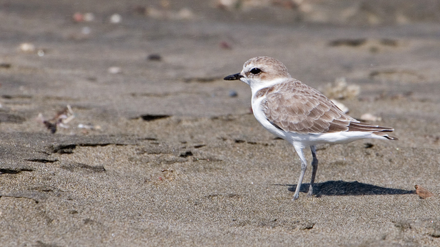Western Snowy Plover