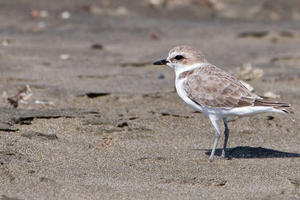 Western Snowy Plover