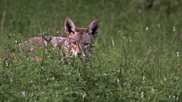 Coyote