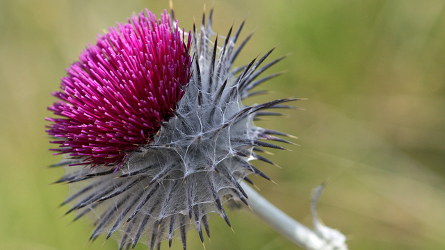 Cobweb Thistle