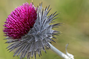 Cobweb Thistle