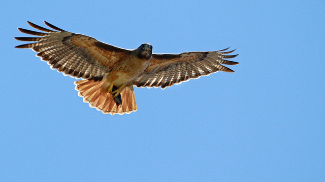 Red-tailed Hawk