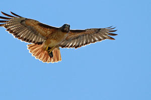 Red-tailed Hawk