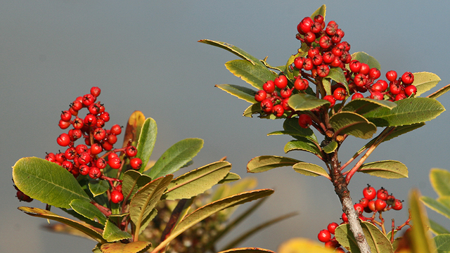 toyon, Christmas berry