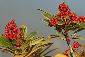 toyon, Christmas berry