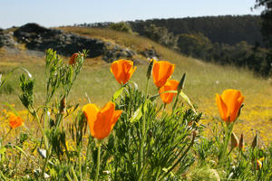 California poppies seen in the Golden Gate national parks.