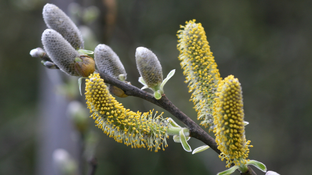 Salix lasiolepis (Arroyo Willow)
