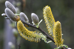 Salix lasiolepis (Arroyo Willow)
