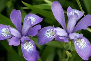 Iris douglasiana (Douglas Iris)