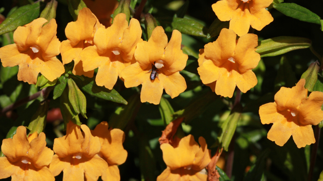 Mimulus aurantiacus (Sticky Monkeyflower)