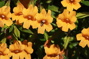 Mimulus aurantiacus (Sticky Monkeyflower)