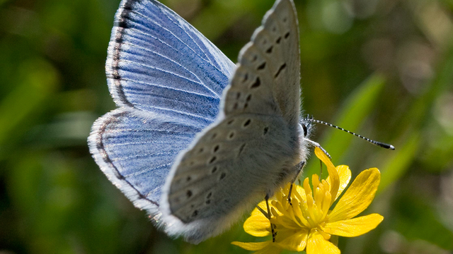 Mission blue butterfly