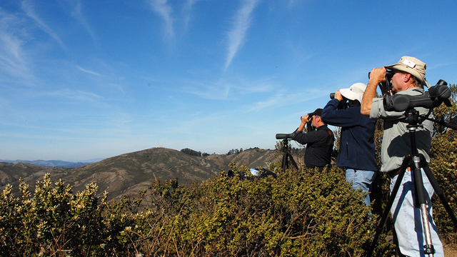 Hawk Hill birdwatching