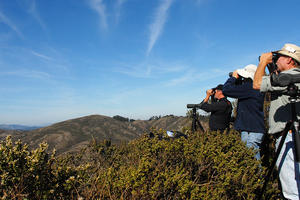 Hawk Hill birdwatching