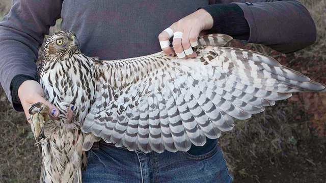 Northern Goshawk, GGRO