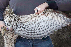 Northern Goshawk, GGRO