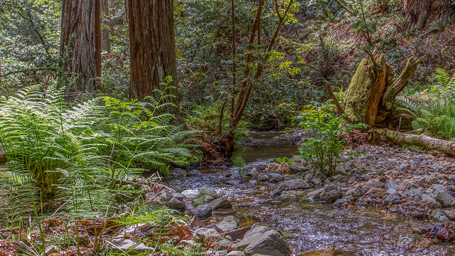 Redwood Creek in Muir Woods