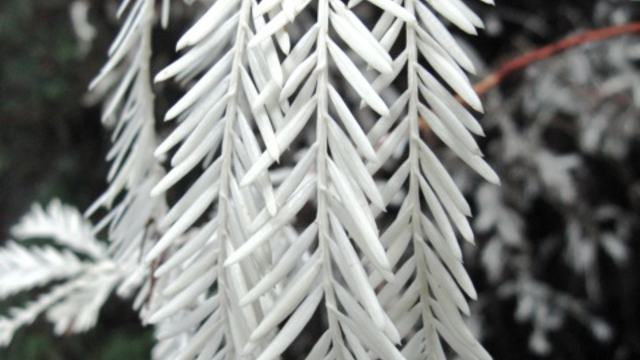 Albino redwood needles.
