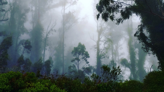 fog drifts through a coastal forest