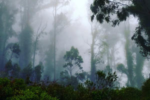 fog drifts through a coastal forest