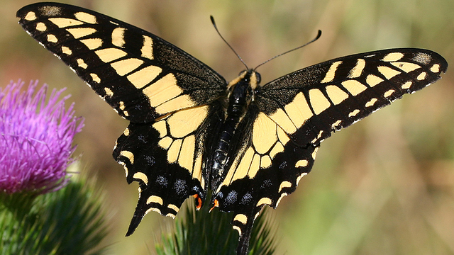 A black and yellow Anise Swallotwail butterfly sits on a plant with its wings open