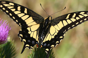 A black and yellow Anise Swallotwail butterfly sits on a plant with its wings open