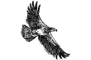 Illustration of bald eagle.