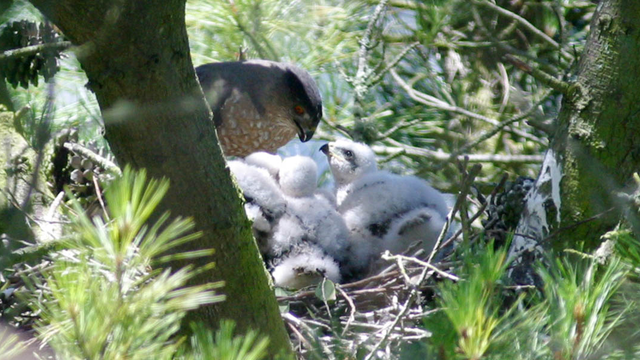 Cooper's Hawk nest