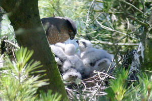 Cooper's Hawk nest