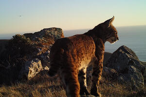 bobcat on mount tam