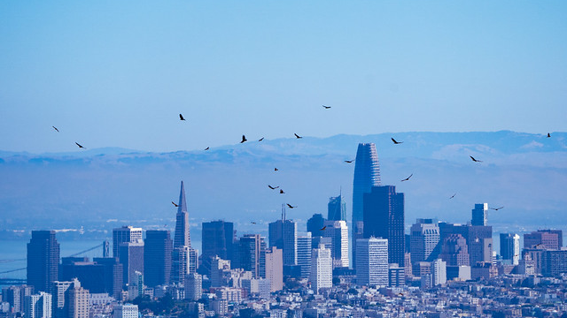 Kettle of Raptors Over San Francisco Skyline