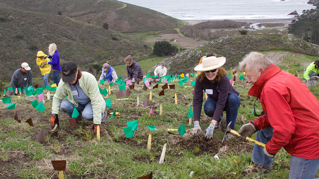 Volunteers planting at Dias Ridge