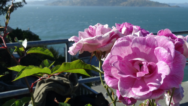 Brilliant Pink Iceberg Roses at Alcatraz Historic Gardens.