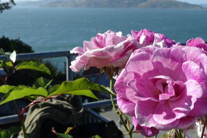 Brilliant Pink Iceberg Roses at Alcatraz Historic Gardens.