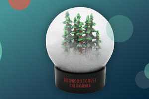 A fog globe with redwood trees