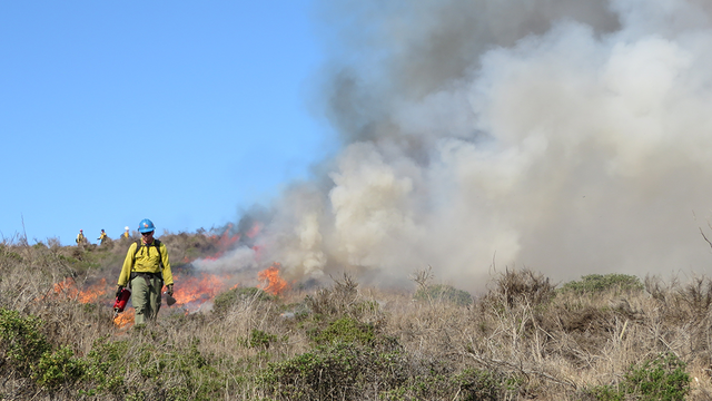 A fireman walks away from a controlled burn.