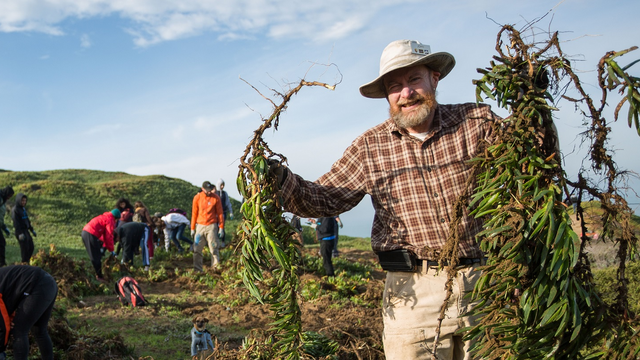 Volunteer removing invasive plants at Fort Funston