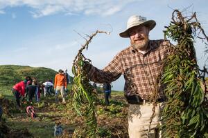 Volunteer removing invasive plants at Fort Funston